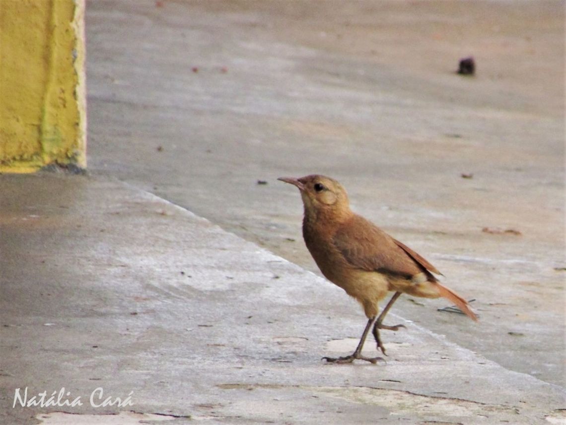 Rufous Hornero (Furnarius rufus) Taken in October 2016, in Goi&aacute;s, Brazil. Known as Jo&atilde;o-de-barro, in Portuguese. Brazil,Furnarius rufus,Geotagged,Rufous hornero,South America,birds,hornero