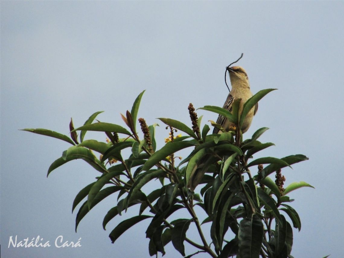 Chalk-browed Mockingbird (Mimus saturninus) Taken in October 2016, in Goi&aacute;s, Brazil. Known as Sabi&aacute;-do-campo, in Portuguese. Brazil,Chalk-browed mockingbird,Geotagged,Mimus,Mimus saturninus,South America,birds,mockingbird