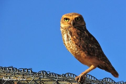 Burrowing Owl (Athene cunicularia) Taken in October 2016, in Goiás, Brazil. Known as Coruja-buraqueira, in Portuguese. Athene cunicularia,Brazil,Burrowing Owl,Fall,Geotagged,South America,birds,birds of prey,owl,raptor