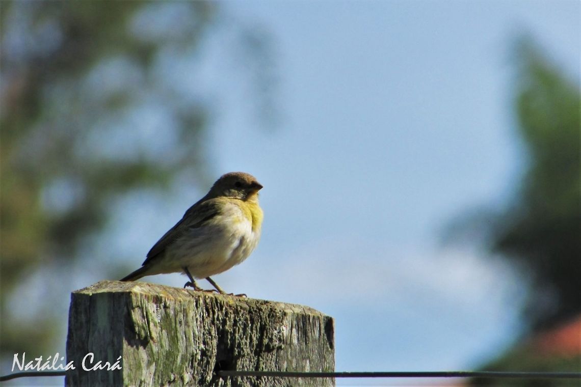 Female Saffron Finch (Sicalis flaveola) Taken in October 2016, in Goi&aacute;s, Brazil. Known as Can&aacute;rio-da-terra, in Portuguese. Brazil,Fall,Geotagged,Saffron Finch,Sicalis flaveola,South America,birds,finch