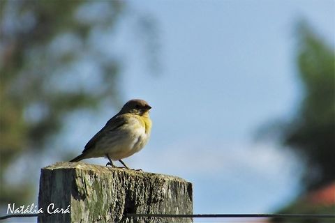 Female Saffron Finch (Sicalis flaveola) Taken in October 2016, in Goiás, Brazil. Known as Canário-da-terra, in Portuguese. Brazil,Fall,Geotagged,Saffron Finch,Sicalis flaveola,South America,birds,finch
