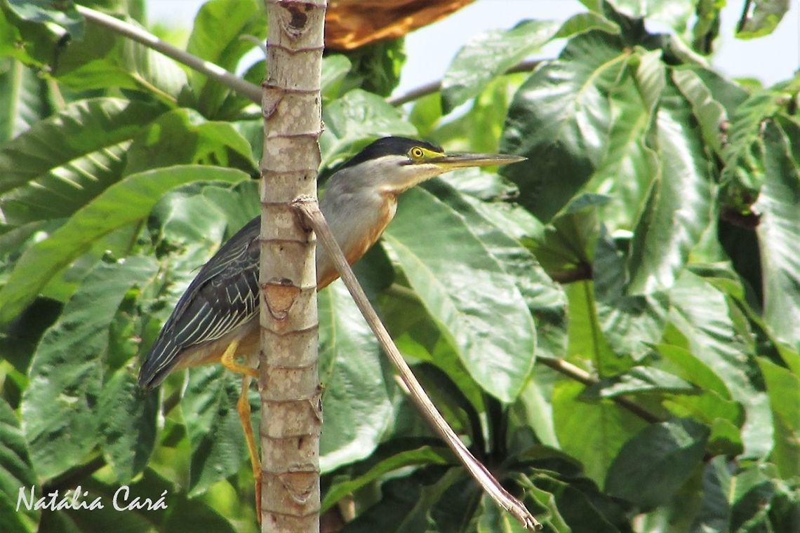 Striated Heron (Butorides striata) Taken in October 2016, in Goi&aacute;s, Brazil. Known as Socozinho, in Portuguese. Brazil,Butorides striata,Geotagged,South America,Striated heron,birds,heron