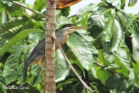 Striated Heron (Butorides striata) Taken in October 2016, in Goiás, Brazil. Known as Socozinho, in Portuguese. Brazil,Butorides striata,Geotagged,South America,Striated heron,birds,heron