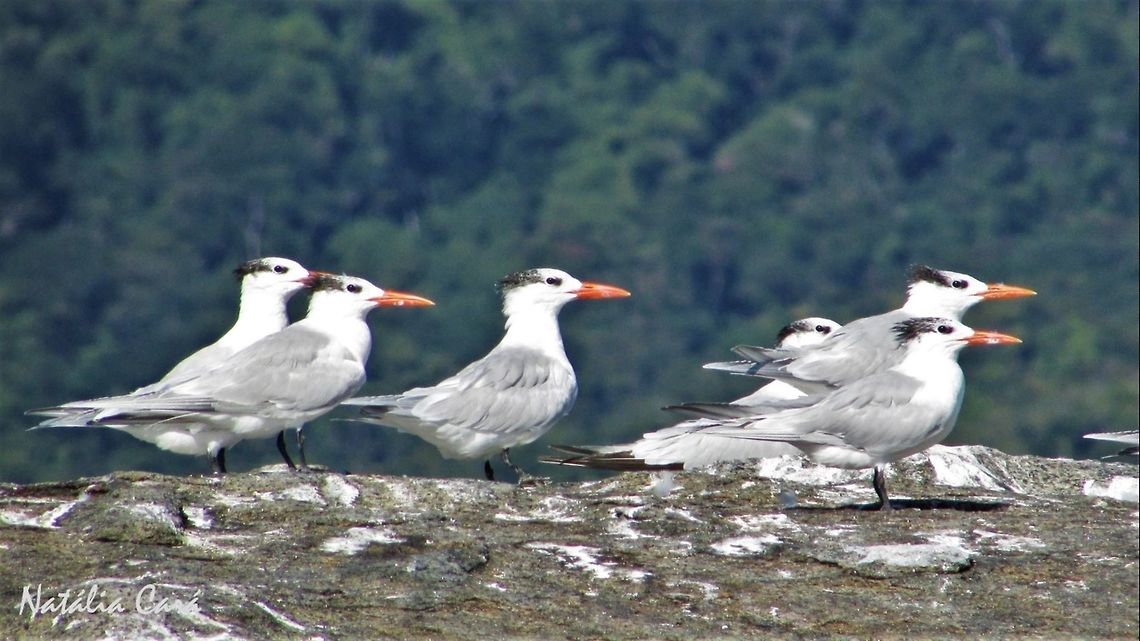 Royal Tern (Thalasseus maximus) Taken in Ilha Grande, Brazil. Known as Trinta-r&eacute;is-real, in Portuguese. Brazil,Geotagged,Royal tern,South America,Thalasseus maximus,birds,tern