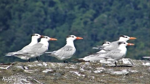 Royal Tern (Thalasseus maximus) Taken in Ilha Grande, Brazil. Known as Trinta-r&eacute;is-real, in Portuguese. Brazil,Geotagged,Royal tern,South America,Thalasseus maximus,birds,tern