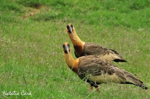 Buff-necked Ibis (Theristicus caudatus) Taken in October 2016, in Goi&aacute;s, Brazil. Known as Curiaca, in Portuguese. Brazil,Buff-necked Ibis,Geotagged,South America,Theristicus,Theristicus caudatus,birds,cerrado,ibis