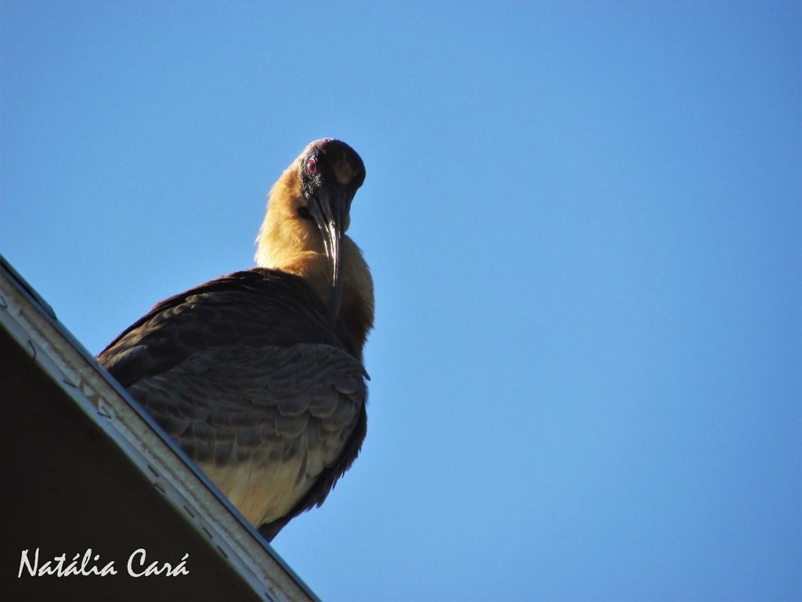 Buff-necked Ibis (Theristicus caudatus) Taken in November 2016, in Goi&aacute;s, Brazil. Known as Curiaca, in Portuguese. Brazil,Buff-necked Ibis,Geotagged,South America,Theristicus,Theristicus caudatus,birds,cerrado,ibis
