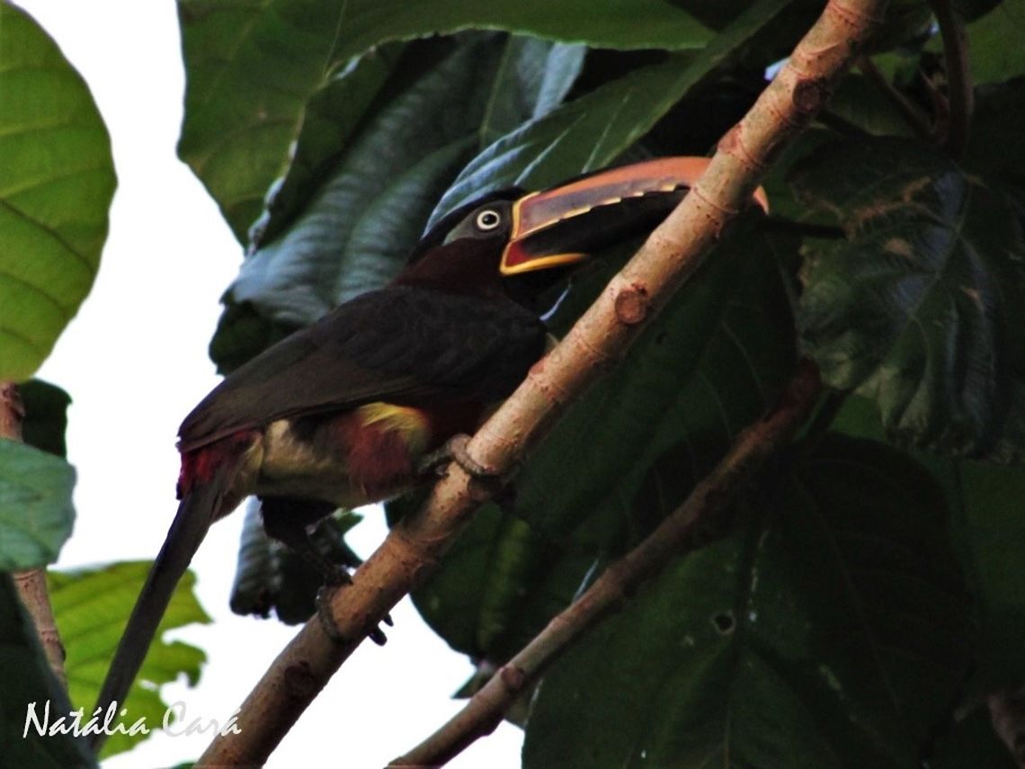 Chestnut-eared Araçari (Pteroglossus castanotis) Taken in November 2016, in Goi&aacute;s, Brazil. Known as Ara&ccedil;ari-castanho, in Portuguese. Brazil,Chestnut-eared Aracari,Geotagged,Pteroglossus castanotis,South America,Spring,araçari,birds