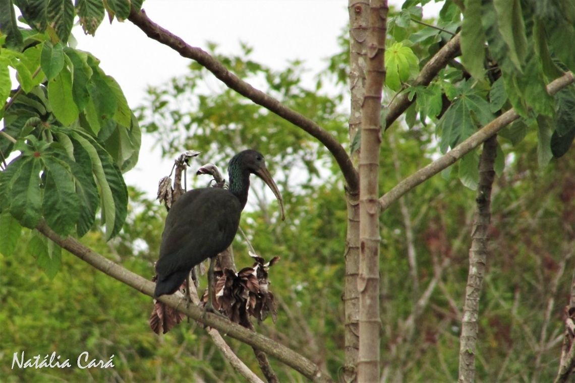 Green Ibis (Mesembrinibis cayennensis) Taken in November 2016, in Goi&aacute;s, Brazil. Known as Cor&oacute;-cor&oacute;, in Portuguese. Brazil,Geotagged,Green Ibis,Mesembrinibis cayennensis,South America,birds,ibis