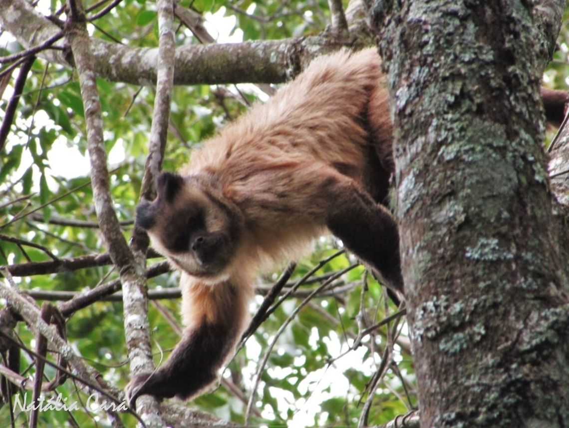 Bearded Capuchin (Sapajus libidinosus) Taken in November 2016, in Goi&aacute;s, Brazil. Known as Macaco-prego, in Portuguese. Black-striped capuchin,Brazil,Cebidae,Cebus,Geotagged,Sapajus,Sapajus libidinosus,South America,monkey,primate