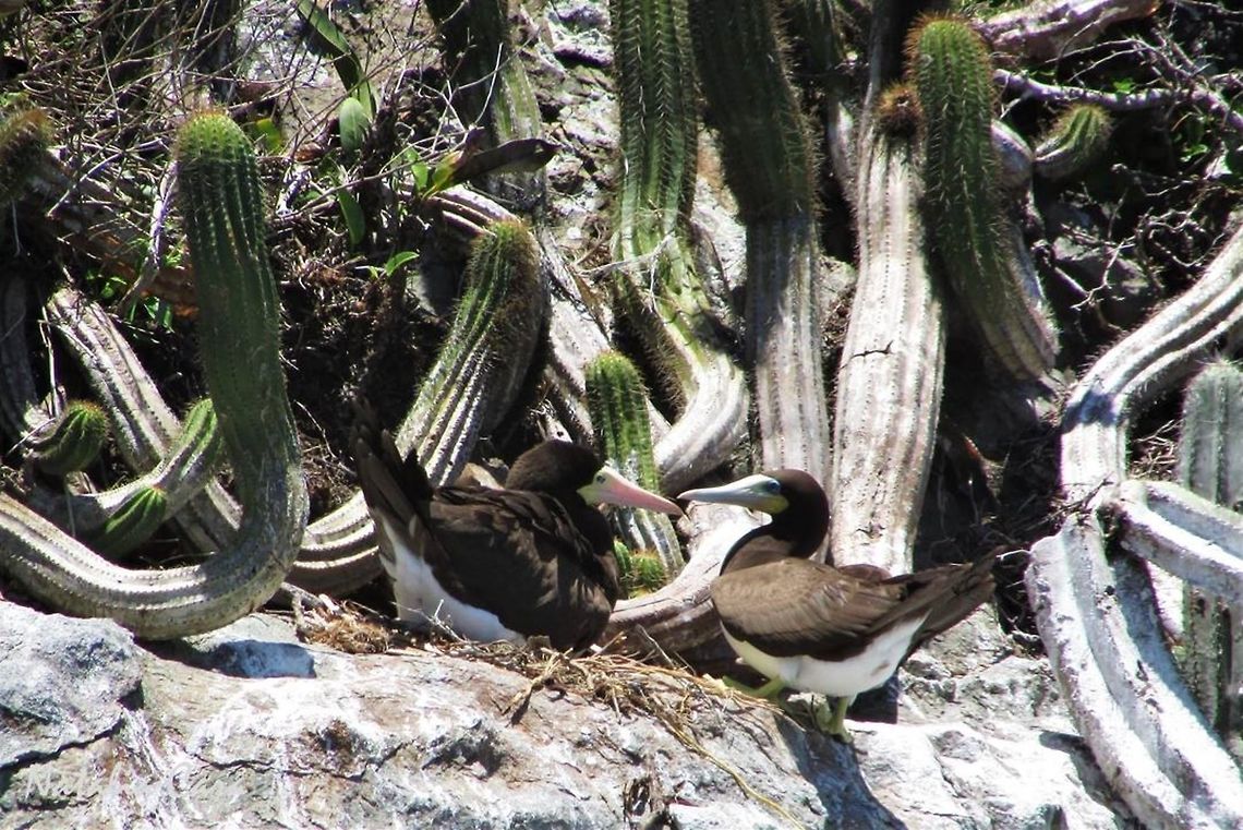 Brown Booby (Sula leucogaster) Female and male, respectively. Taken in Arraial do Cabo, Brazil. Known as Atob&aacute;-pardo, in Portuguese. Aves,Brazil,Brown booby,Geotagged,South America,Spring,Sula,Sula leucogaster,Sulidae,Suliformes,birds,booby,seabirds