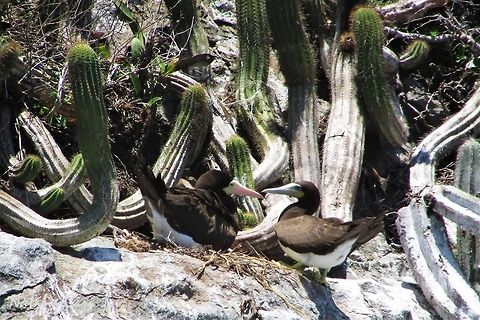 Brown Booby (Sula leucogaster) Female and male, respectively. Taken in Arraial do Cabo, Brazil. Known as Atobá-pardo, in Portuguese. Aves,Brazil,Brown booby,Geotagged,South America,Spring,Sula,Sula leucogaster,Sulidae,Suliformes,birds,booby,seabirds
