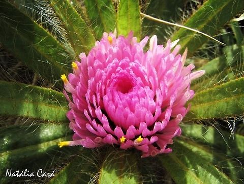 Gomphrena macrocephala