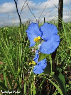Whitemouth Dayflower (Commelina erecta) Taken in November 2016, at the Emas National Park, in Goias, Brazil. Known as Erva-de-santa-luzia, in Portuguese. Angiosperms,Brazil,Commelina,Commelina erecta,Commelinaceae,Commelinales,Commenilids,Fall,Geotagged,Goias,Mineiros,Monocots,South America,Spring,Whitemouth Dayflower,blue flowers,cerrado,dayflower,flowers
