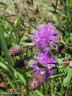 Lessingianthus bardanoides Taken in November 2016, at the Emas National Park, in Goias, Brazil. Angiospermae,Asteraceae,Asterales,Asterids,Brazil,Eudicots,Fall,Geotagged,Goias,Lessingianthus bardanoides,National Park,South America,Spring,cerrado,flora,flower,nature,purple flower
