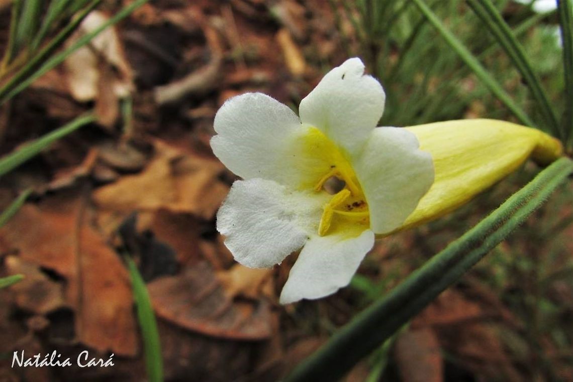 Anemopaegma arvense Taken in November 2016, at the Emas National Park, in Goias, Brazil. Known as Catuaba, in Portuguese. Anemopaegma arvense,Angiospermae,Asterids,Bignoniaceae,Brazil,Eudicots,Fall,Geotagged,Goias,Lamiales,Medicinal plant,National Park,South America,Spring,cerrado,flora,flower,nature,plants,white flowers