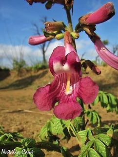 Jacaranda crystallana Taken in November 2016, at the Emas National Park, in Goias, Brazil. Angiospermae,Asterids,Bignoniaceae,Brazil,Eudicots,Geotagged,Goias,Jacaranda,Jacaranda ulei,Lamiales,Magnoliophyta,Magnoliopsida,National Park,South America,Spring,Wildflowers,cerrado,flora,flower