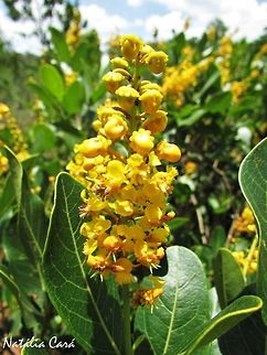 Locustberry (Byrsonima intermedia) Taken in November 2016, at the Emas National Park, in Goias, Brazil. Known as Murici, in Portuguese. Angiospermae,Brazil,Byrsonima,Byrsonima intermedia,Eudicots,Geotagged,Goias,Locustberry,Malpighiaceae,Malpighiales,Rosids,South America,Spring,cerrado,flora,flowers,inflorescence,locustberry,nature,yellow flowers