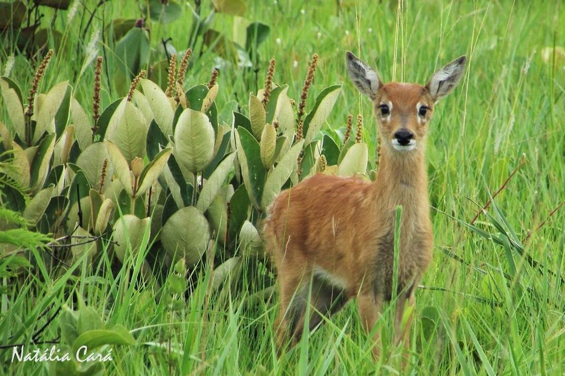 Pampas Deer (Ozotoceros bezoarticus) Taken in November 2016, in Goi&aacute;s, Brazil. Known as Veado-campeiro, in Portuguese. Artiodactyla,Brazil,Cervidae,Geotagged,Goias,Mammalia,National Park,Ozotoceros,Ozotoceros bezoarticus,Pampas deer,South America,Spring,baby animals,cerrado,deer,fauna,fawn,nature,wildlife
