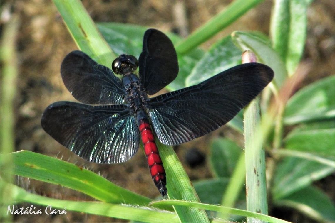 Diastatops obscura Taken in November 2016, in Goi&aacute;s, Brazil. Arthropoda,Brazil,Diastatops,Diastatops obscura,Geotagged,Insecta,Libellulidae,Odonata,Red-tailed blackwing,South America,Spring,cerrado,drangonfly,insects