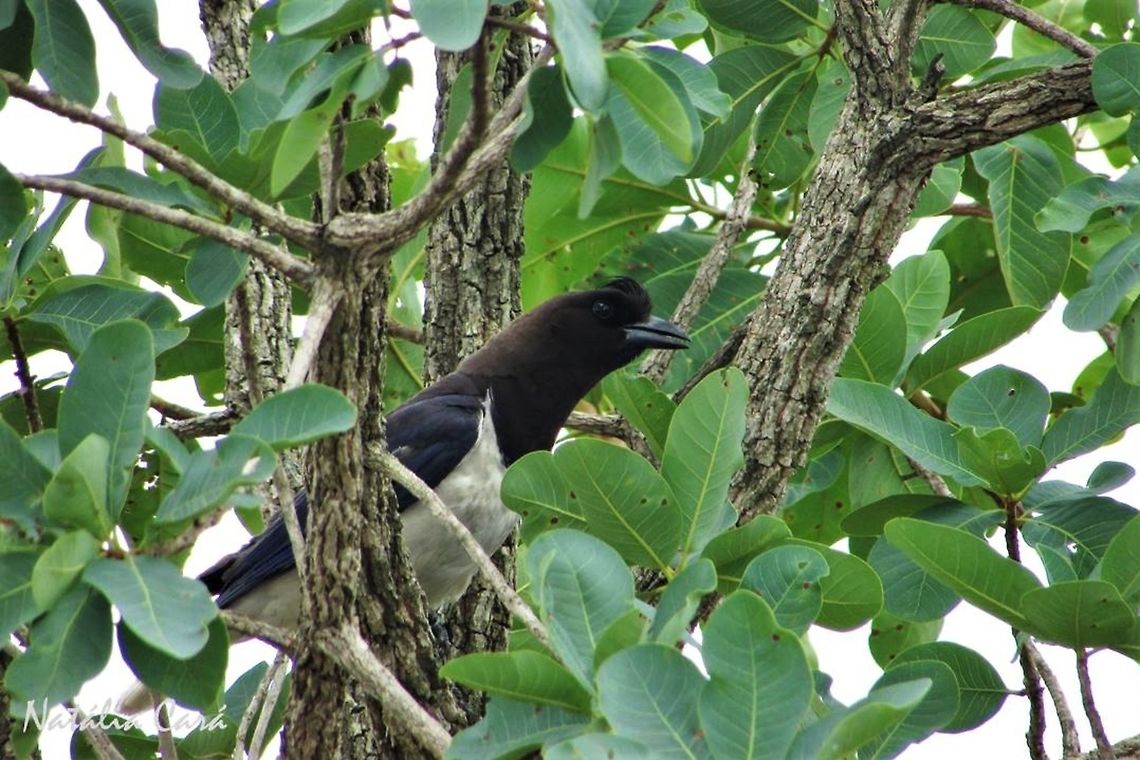 Curl-crested Jay (Cyanocorax cristatellus) Taken in November 2016, in Goi&aacute;s, Brazil. Known as Gralha-do-campo, in Portuguese. Aves,Brazil,Corvidae,Curl-crested jay,Cyanocorax,Cyanocorax cristatellus,Geotagged,Goias,National Park,Passeriformes,South America,Spring,birds,cerrado,fauna,jay