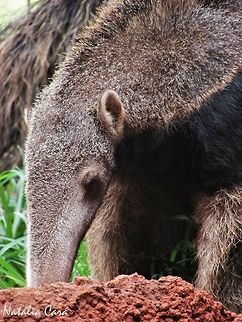 Giant Anteater (Myrmecophaga tridactyla) Taken in November 2016, in Goi&aacute;s, Brazil. Known as Tamandu&aacute;-bandeira, in Portuguese. Brazil,Geotagged,Giant anteater,Goias,Mammalia,Myrmecophaga,Myrmecophaga tridactyla,Myrmecophagidae,Pilosa,South America,Spring,Xenarthra,anteater,cerrado,fauna