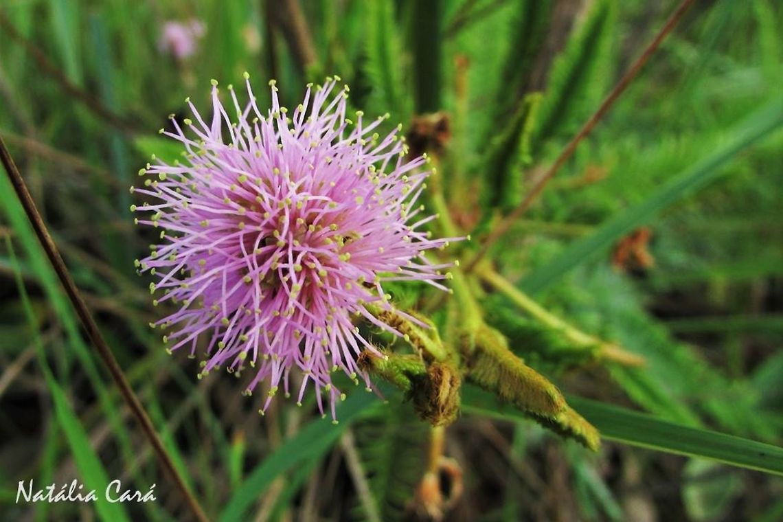 Touch-me-not (Mimosa pudica) Taken in November 2016, at the Emas National Park, in Goias, Brazil. Known as Dormideira, in Portuguese. Angiosperms,Brazil,Caesalpinioideae,Eudicots,Fabaceae,Fabales,Geotagged,Goias,Mimosa,Mimosa pudica,National Park,Rosids,South America,Spring,cerrado,flora,flowers