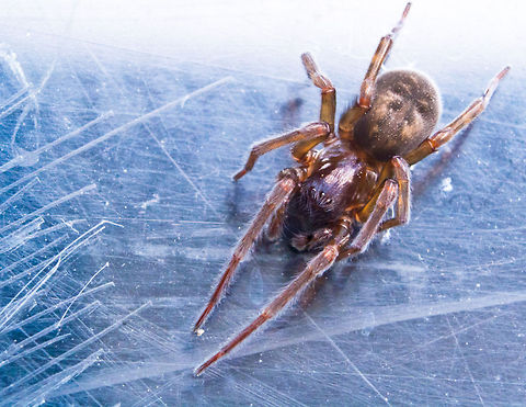 confused from above brown spider, very small. I found him the other day on a screen door in the middle of Jan. This is the same spider as confused, but different angle.  Bugs,macro,spider
