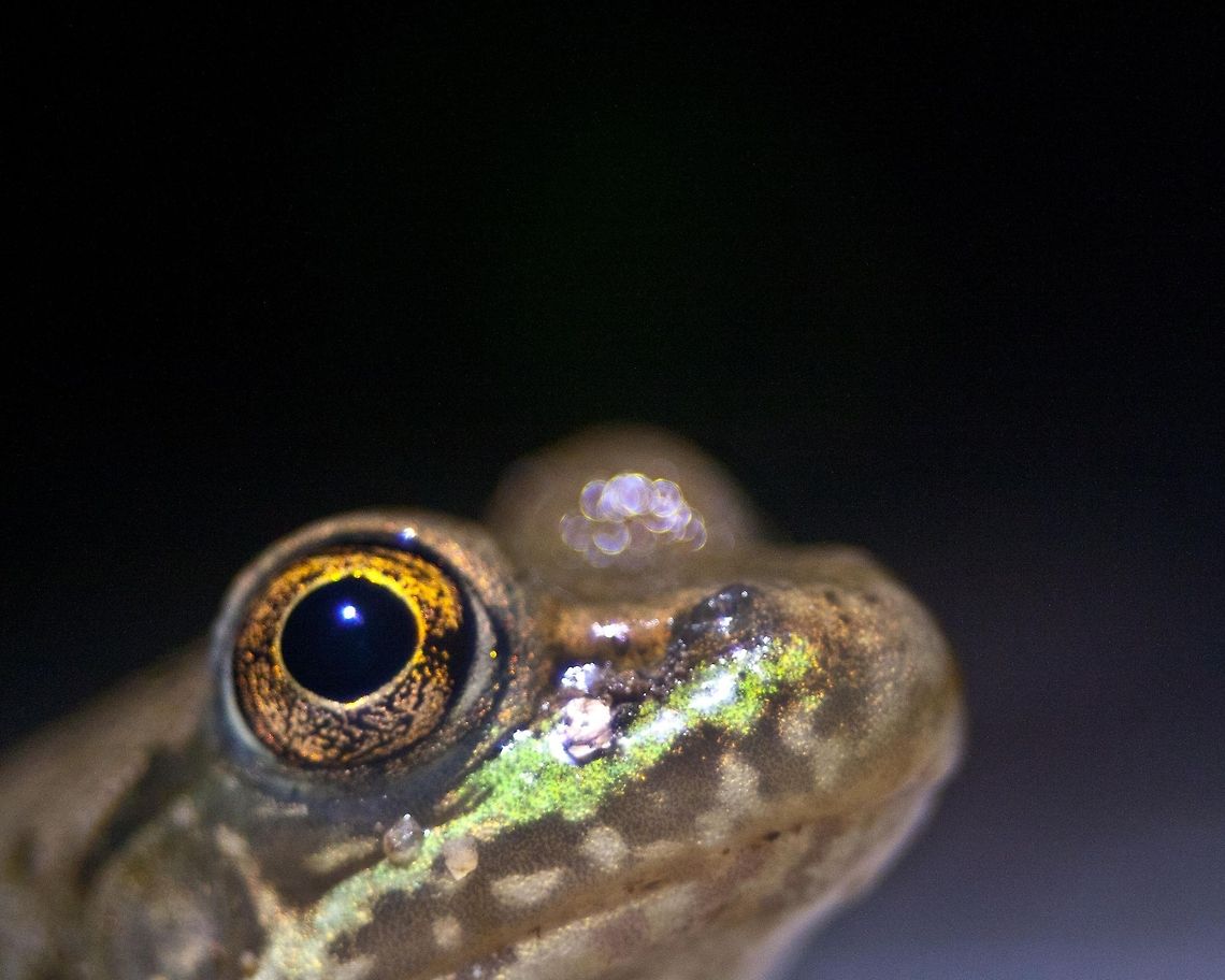 satisfied This little guy was sitting outside my door when I came home from labor day fireworks. I just had to get his photo. I brought out my flashlight and shined it on him. He was the perfect little subject and did not mind me taking his pic. :) Lithobates clamitans melanota,Northern green frog,Rana clamitans melanota,anphibians,cute,frog