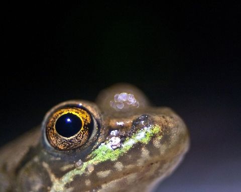 satisfied This little guy was sitting outside my door when I came home from labor day fireworks. I just had to get his photo. I brought out my flashlight and shined it on him. He was the perfect little subject and did not mind me taking his pic. :) Lithobates clamitans melanota,Northern green frog,Rana clamitans melanota,anphibians,cute,frog