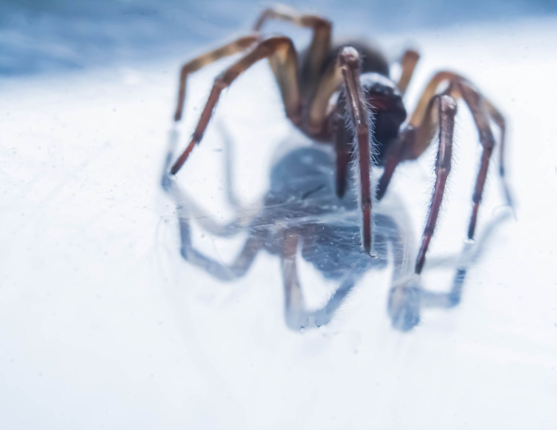 confused brown spider, very small. I found him the other day on a screen door in the middle of Jan, in PA. He was very cold and lost, he thought it was spring. :) Bugs,creative,spider