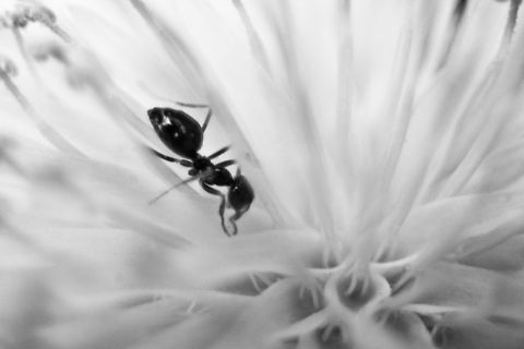 Small world an ant in his own little world of a dandelion. Macro,ants,bugs,dandelion