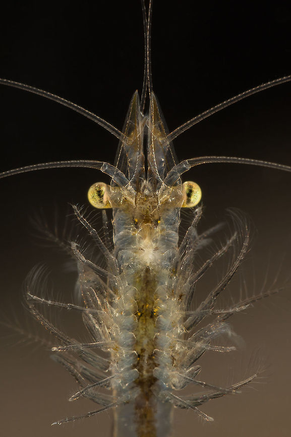 Neomysis integer ♂ The male opossum shrimp seen from below.<br />
Made with a reversed 28mm lens Geotagged,Neomysis integer,Netherlands,Winter