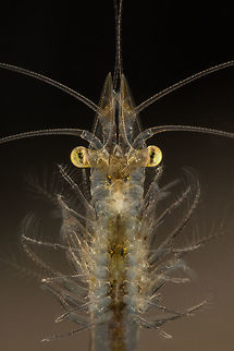 Neomysis integer ♂ The male opossum shrimp seen from below.
Made with a reversed 28mm lens Geotagged,Neomysis integer,Netherlands,Winter