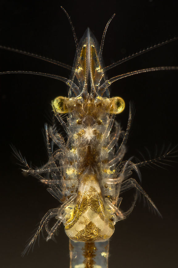 Neomysis integer ♀ The female here seen with her full egg sack,<br />
Made with a reversed 28mm Geotagged,Neomysis integer,Netherlands,Winter
