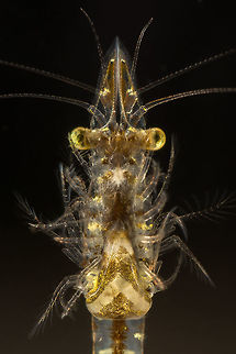 Neomysis integer ♀ The female here seen with her full egg sack,
Made with a reversed 28mm Geotagged,Neomysis integer,Netherlands,Winter