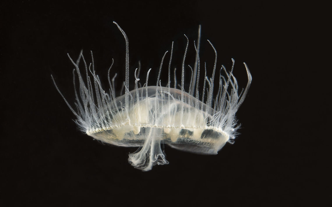 Craspedacusta sowerbii The freshwater jellyfish  Craspedacusta sowerbii,Geotagged,Netherlands,Summer