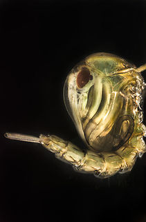 Culex pipiens Made with a reversed 20mm lens. Culex pipiens,Geotagged,Netherlands,Spring