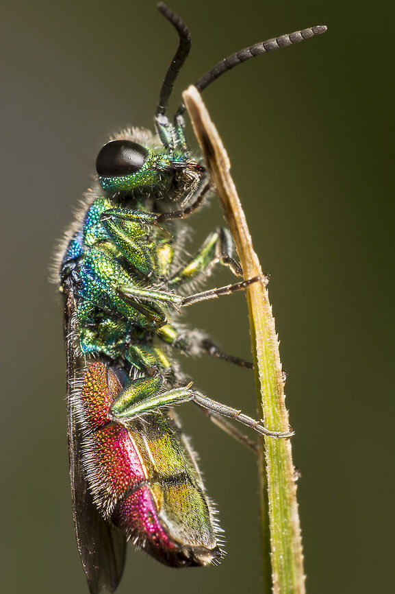 Chrysis cf. ignita Made with a reversed 24mm lens Chrysis ignita