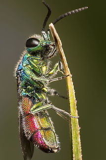 Chrysis cf. ignita Made with a reversed 24mm lens Chrysis ignita