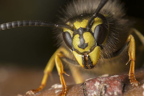 Vespula vulgaris Vespula vulgaris eating from a rotting apple. made with a reversed 24mm lens (f16) Common wasp,Geotagged,Netherlands,Summer,Vespula vulgaris