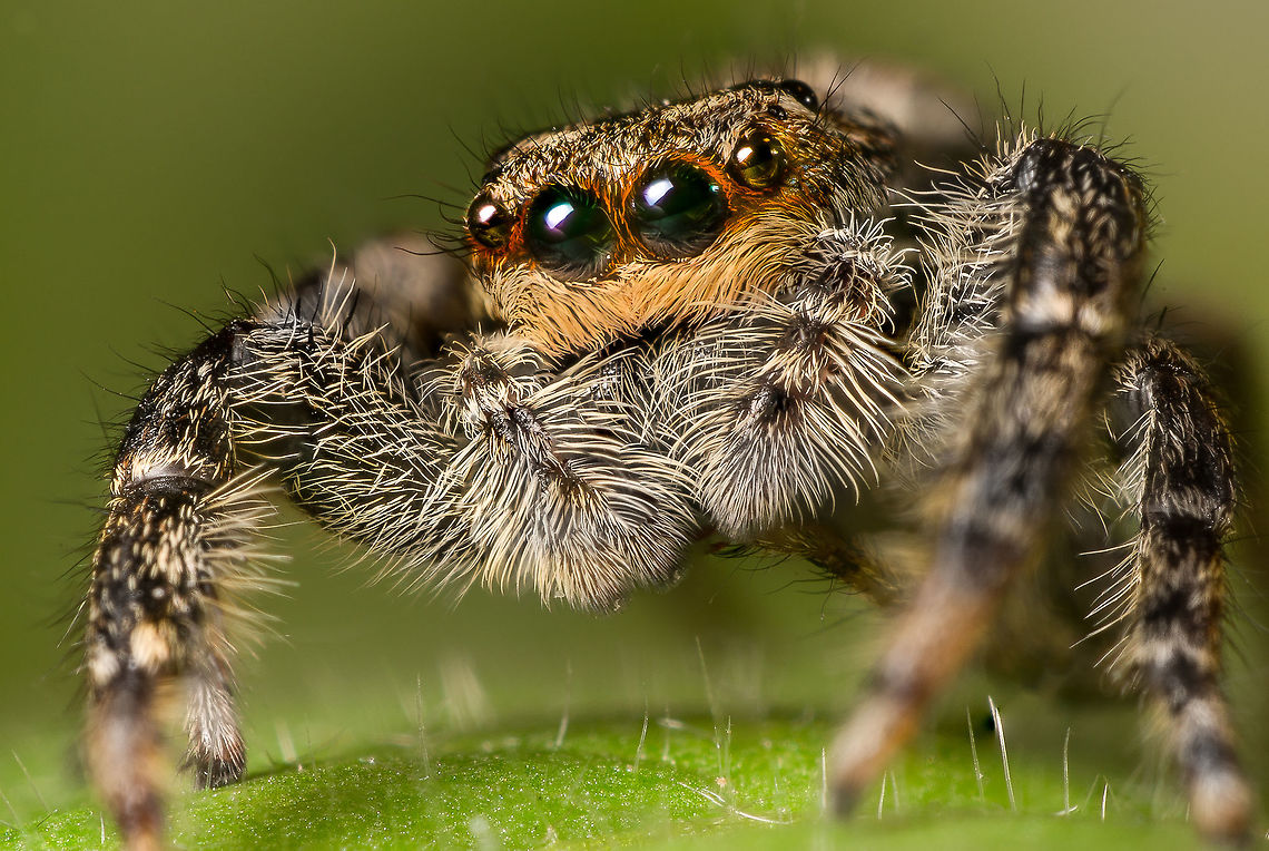 Marpissa radiata ♀ A female Marpissa radiata. This is a focus stack from two pictures made with a reversed 24mm lens (f/16) Geotagged,Marpissa radiata,Netherlands,Spring