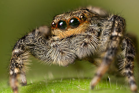 Marpissa radiata ♀ A female Marpissa radiata. This is a focus stack from two pictures made with a reversed 24mm lens (f/16) Geotagged,Marpissa radiata,Netherlands,Spring