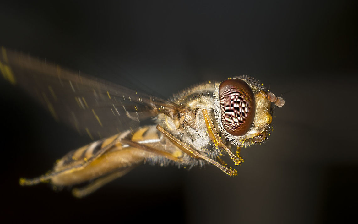 Episyrphus balteatus this is a marmalade hoverfly. One of the few flying insects that can be photographed up close in flight, but it takes a lot of shots!<br />
Made with a reversed 35mm Pentax lens F16. Episyrphus balteatus,Geotagged,Marmalade Hoverfly,Netherlands,Summer