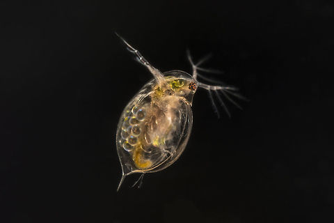 Daphnia This is a daphnia or water flea. This one is carrying eggs.  Cladocera,Daphnia,Geotagged,Netherlands,Spring,water flea