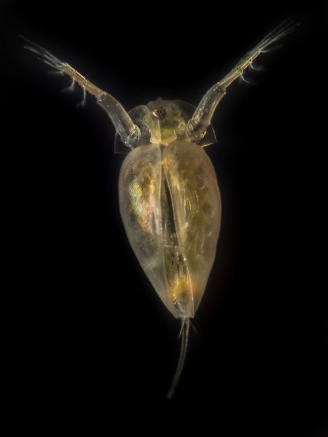 Daphnia This is the same Daphnia as my previous upload, but seen from the front. Made this with my self made mini aquarium and a reversed 20mm lens. Cladocera,Daphnia,Geotagged,Netherlands,Spring,Water flea