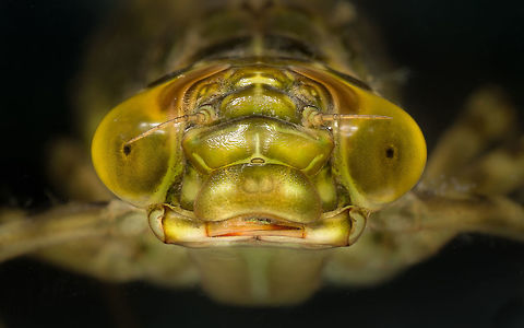 Emperor Dragonfly larvae This is the larvae of the Emperor Dragonfly. Picture made with a reversed 50mm lens on a 12mm spacer at F/16. Anax imperator,Emperor Dragonfly,Geotagged,Netherlands,Spring