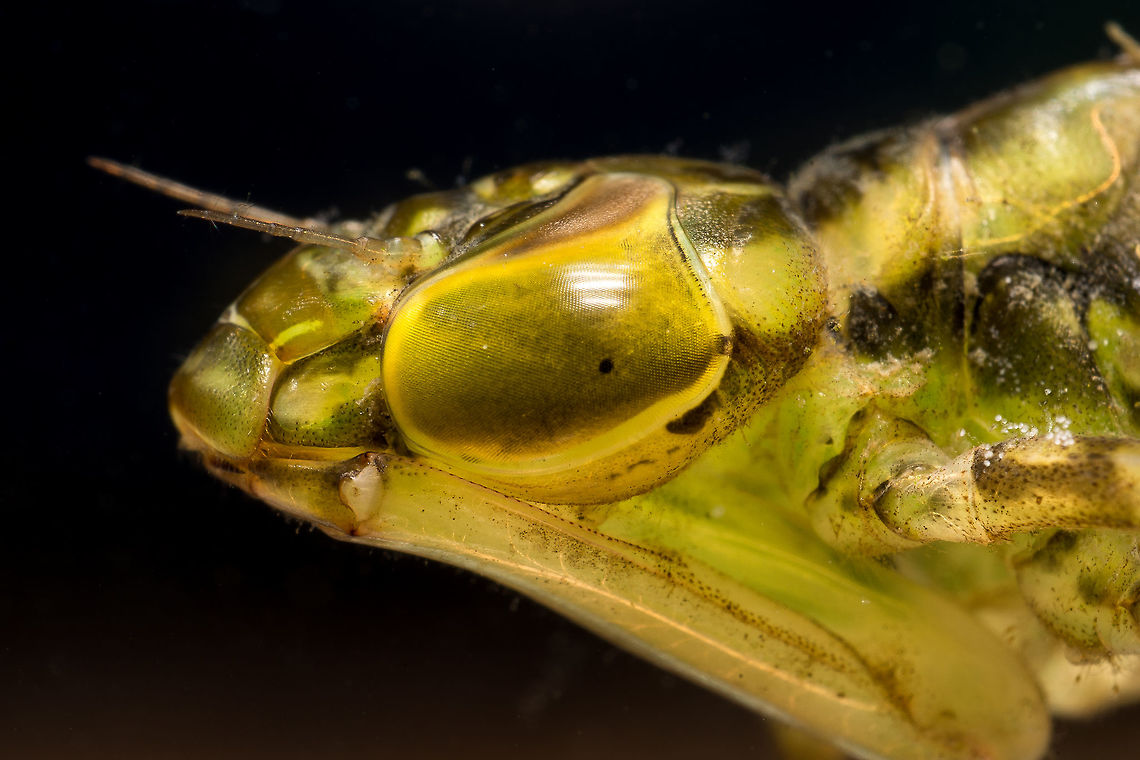 Emperor Dragonfly larvae The Emperor Dragonfly larvae seen from the side. Made in my mini aquarium with a reversed 50 mm lens on a 12cm spacer. Anax imperator,Emperor Dragonfly,Geotagged,Netherlands,Spring