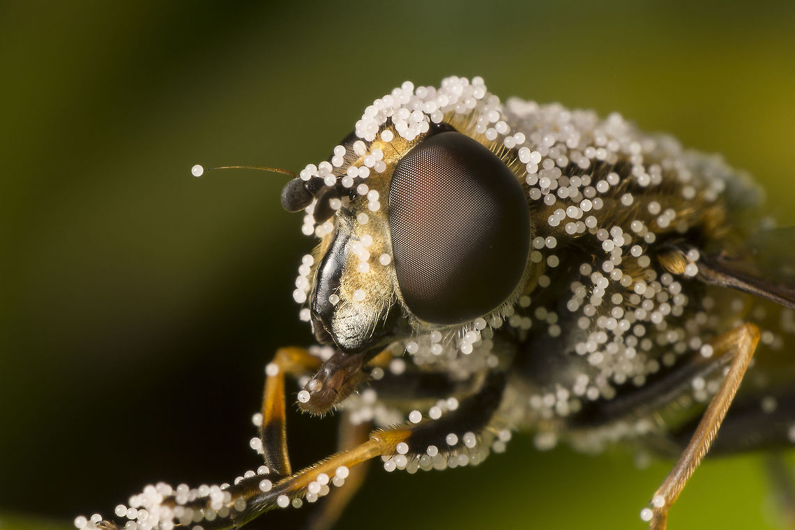 Eristalis tenax covered with pollen. I saw this only one time and was able to take a picture. Never seen this sinds. <br />
This is a Drone fly or in dutch Blind Bee. which is covered with pollen. (Please zoom in on the picture to see the star like pollen). Drone Fly,Drone fly,Eristalis tenax,Geotagged,Netherlands,Spring,blinde bij,pollen