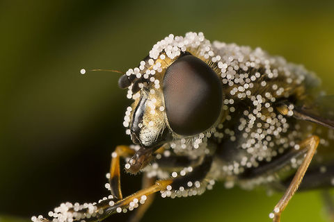 Eristalis tenax covered with pollen. I saw this only one time and was able to take a picture. Never seen this sinds. 
This is a Drone fly or in dutch Blind Bee. which is covered with pollen. (Please zoom in on the picture to see the star like pollen). Drone Fly,Drone fly,Eristalis tenax,Geotagged,Netherlands,Spring,blinde bij,pollen